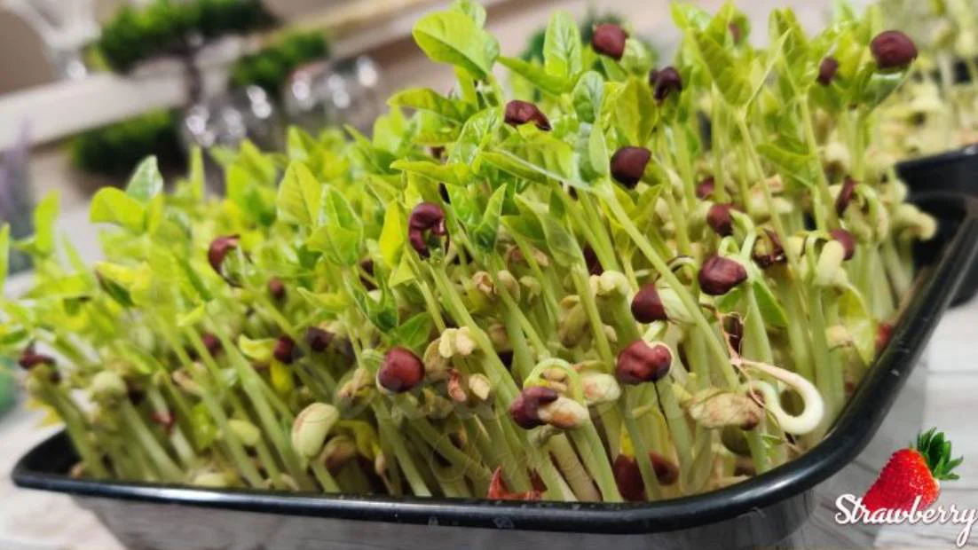 MICROGREENS: Farming Concept & Recipes | Desert Food Feed(also in Tamil)