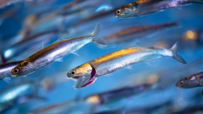 Fish Names in English Tamil Malayalam Hindi - Desert Food Feed